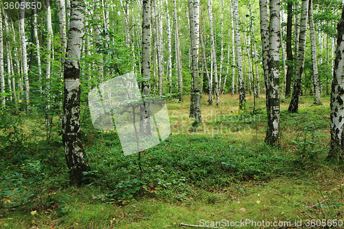 Image of spring czech forest