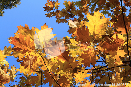 Image of autumn leaves and blue sky