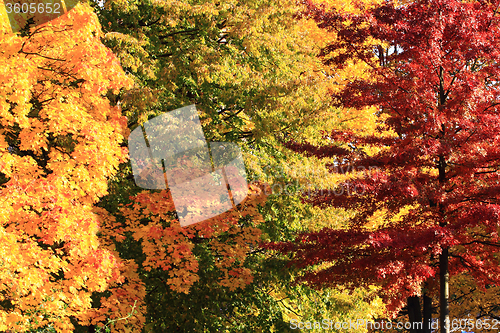 Image of autumn leaves background