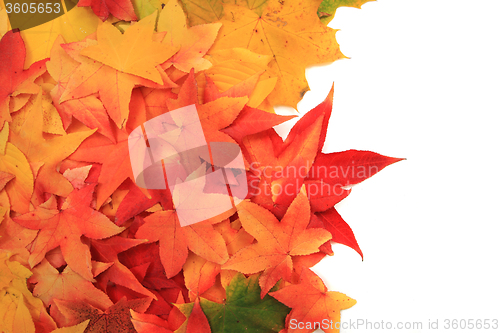 Image of autumn leaves background