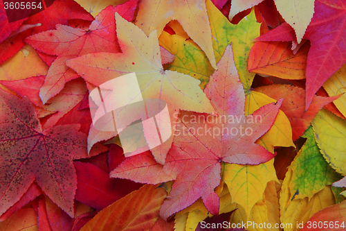 Image of autumn leaves background