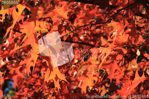 Image of autumn leaves background
