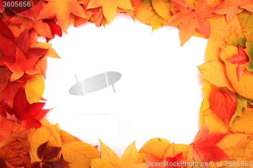 Image of autumn leaves background