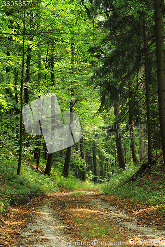 Image of spring czech forest