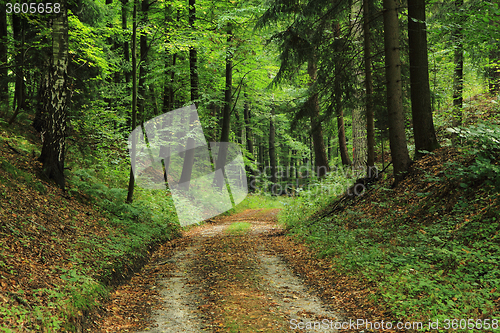 Image of spring czech forest