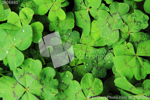 Image of quarterfoils background with water drops 