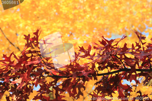 Image of autumn leaves background