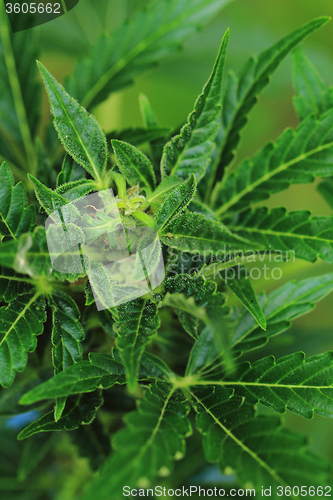 Image of marijuana plant