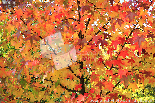 Image of autumn leaves background