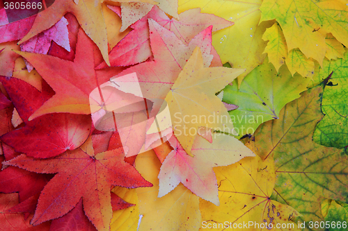 Image of autumn leaves background