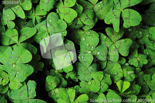 Image of quarterfoils background with water drops 