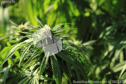 Image of marijuana plant