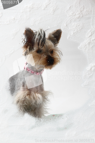Image of small yorkie in the winter window