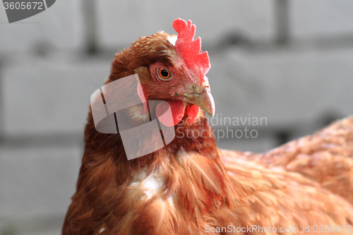 Image of chicken head