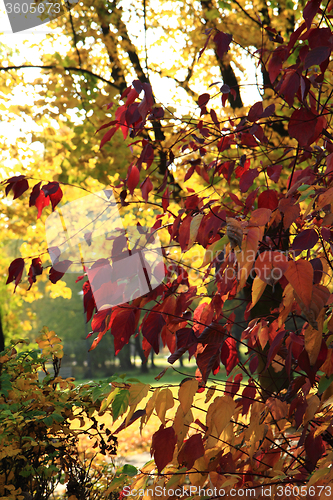 Image of autumn leaves and blue sky