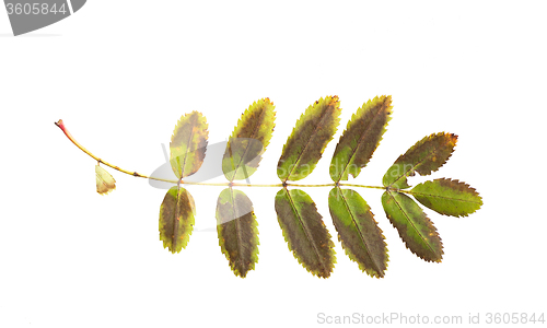 Image of dry fallen rowan tree leaf