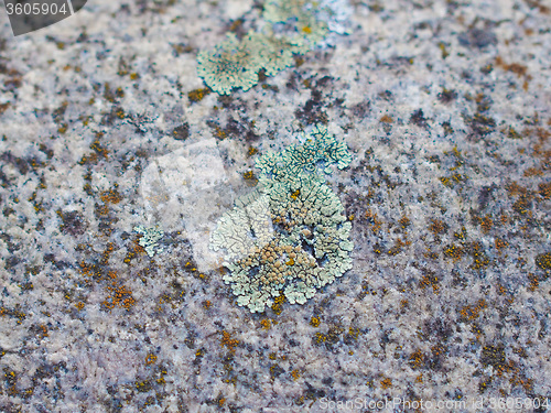 Image of Moss on stone