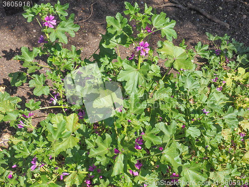 Image of Purple Malva flower