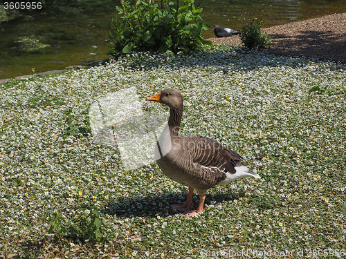 Image of Duck bird