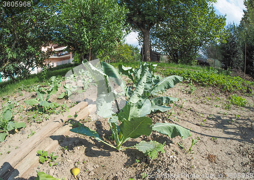 Image of Vegetable garden