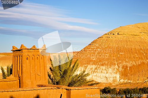 Image of africa in morocco the old contruction tree