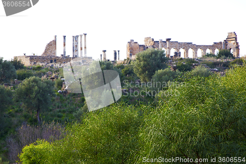 Image of volubilis in morocco africa the old roman bush