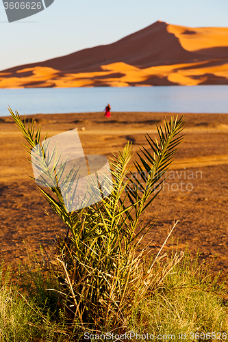 Image of   in the lake yellow   morocco sand and     dune