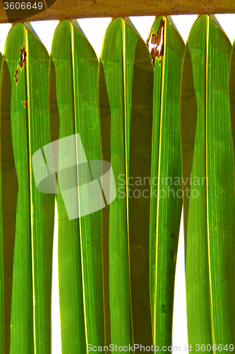 Image of    abstract  thailand in the light  leaf  