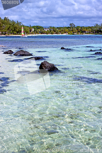 Image of lagoon  beach seaweed in people