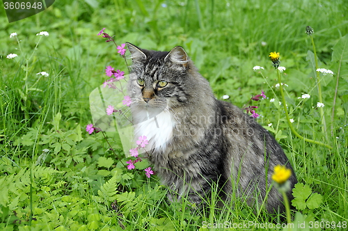 Image of Forest cat