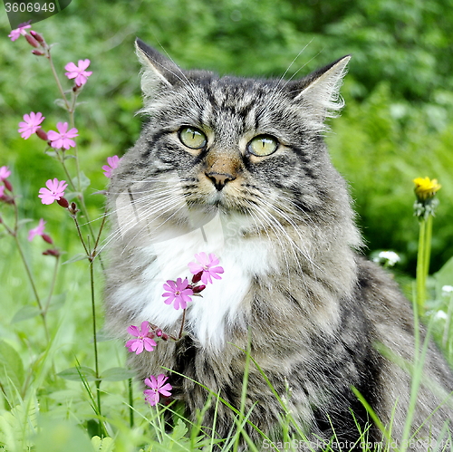 Image of Forest cat