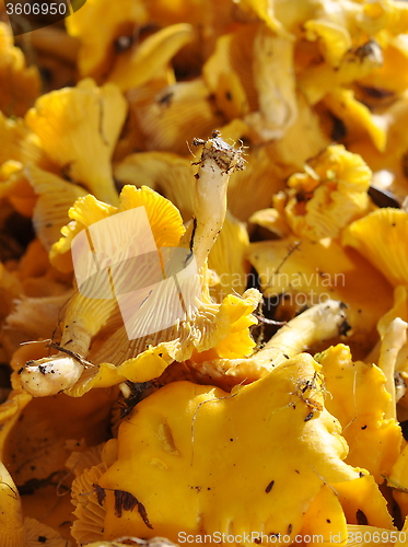 Image of Chanterelles