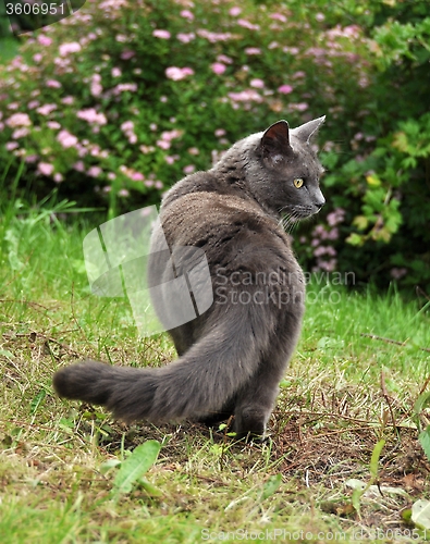 Image of Gray cat