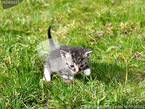 Image of Kitten outdoor