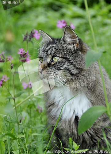 Image of Forest cat