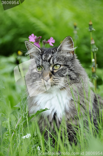 Image of Forest cat