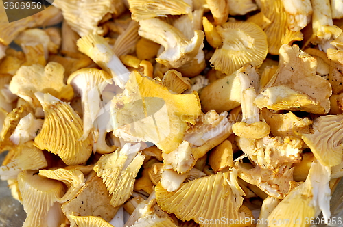 Image of Chanterelles