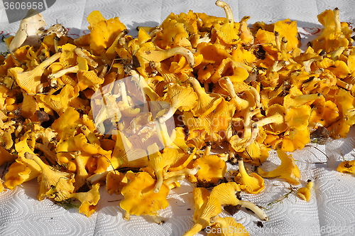 Image of Chanterelles