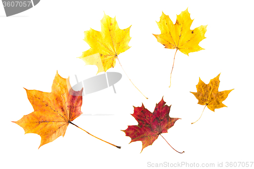 Image of dry fallen maple leaf