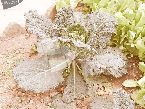 Image of Retro looking Cabbage picture