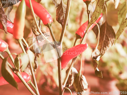 Image of Retro looking Chili Pepper