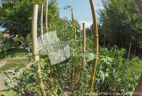 Image of Vegetable garden