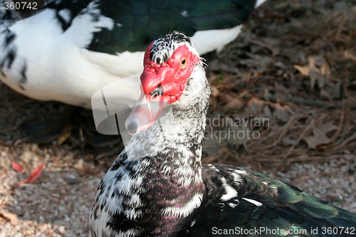 Image of Ducks Head