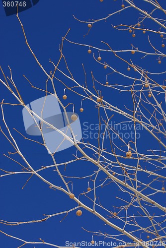 Image of Seed Pods