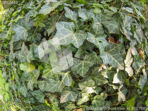 Image of Green ivy plant background