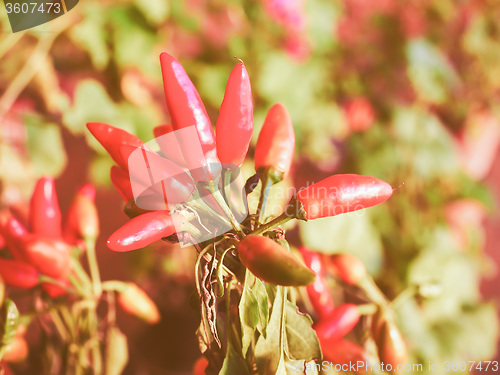 Image of Retro looking Chili Pepper