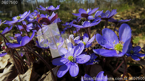 Image of hepatica nobilis