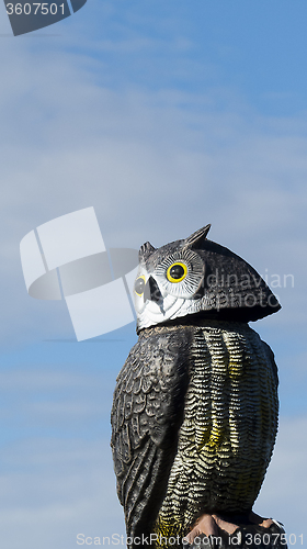 Image of owl