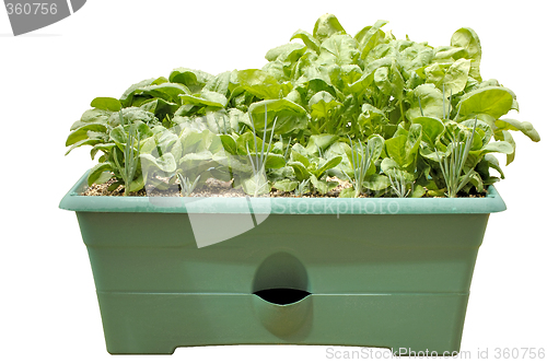 Image of Container Gardening - Vegetables, isolated