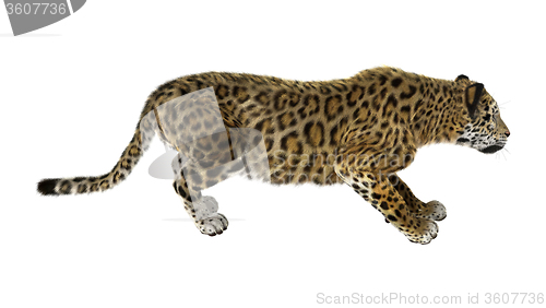 Image of Big Cat Jaguar